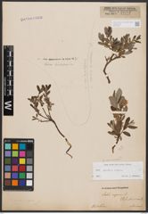 Foto von Salix aurita L. x Salix repens L.